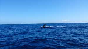 パヤオ鯨